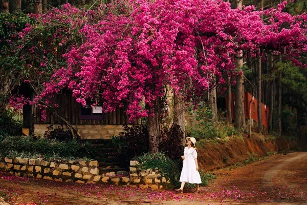 Hoa Giay Da Lat thang 4