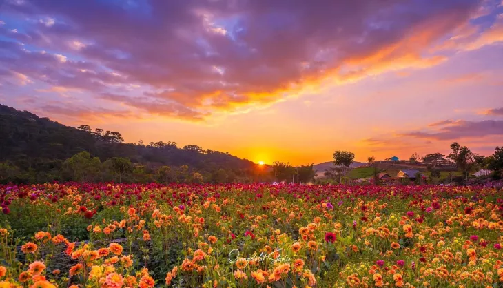 Hoang Hon Tren Canh Dong Hoa