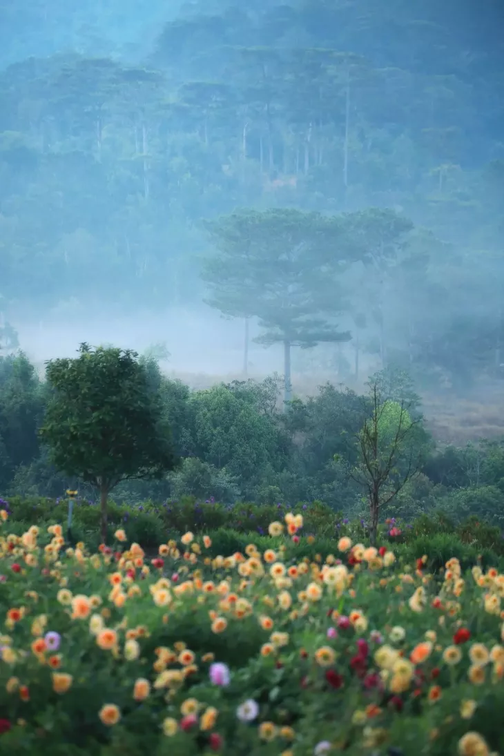 Vuon Hoa Thuoc Duoc Luc Binh Minh