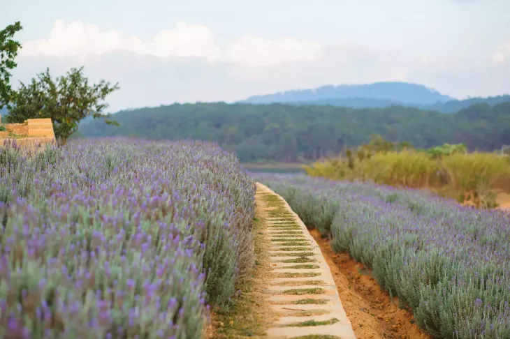 Canh Dong Lavender Ho Tuyen Lam