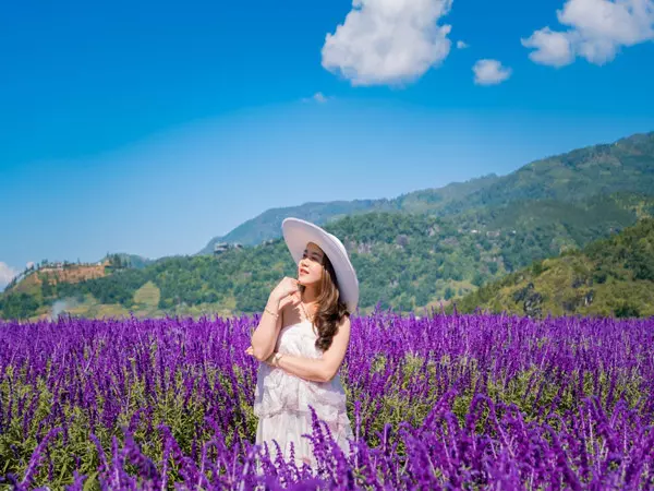 Hoa Lavender Da Lat