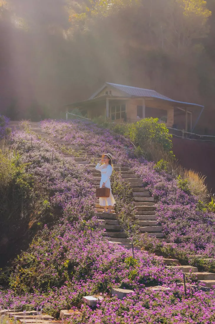 Lavender Tui Thuong Nho 3