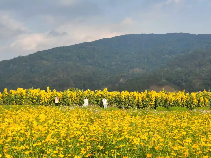Canh Dong Hoa Sao Nhai