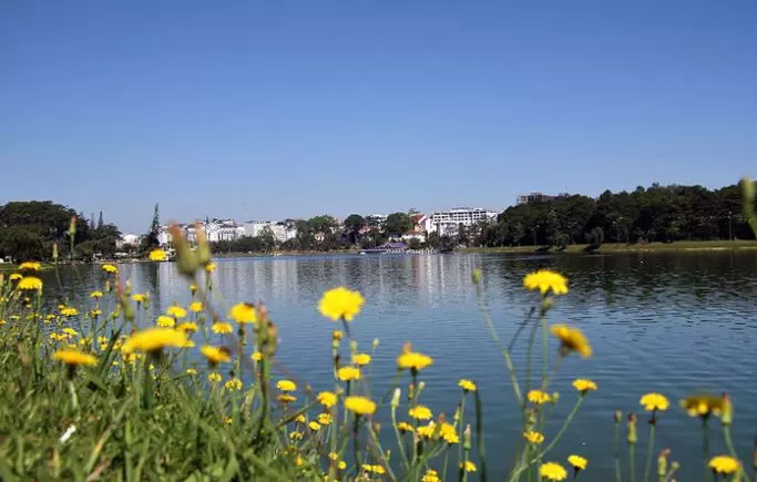 hoa bồ công anh đà lạt tháng 5