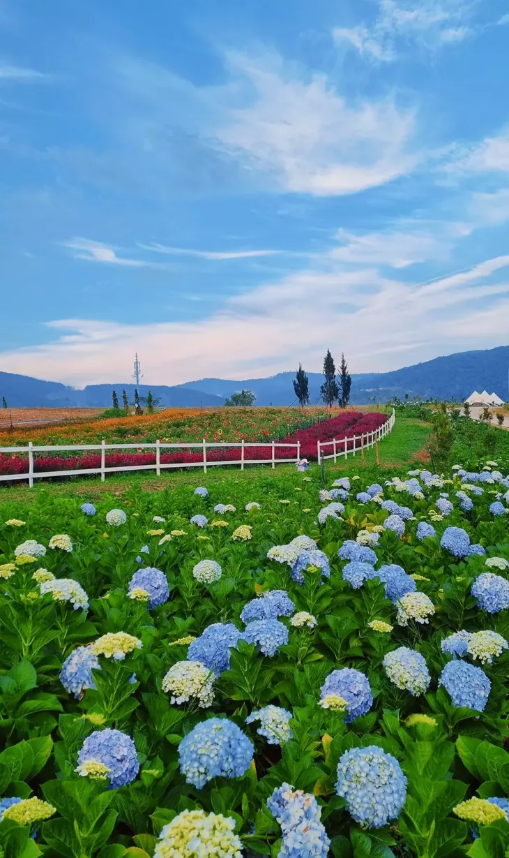 vườn hoa cẩm tú cầu đà lạt tháng 5