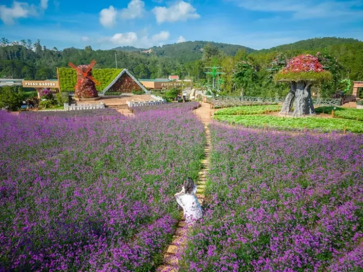 Vườn hoa rực tím tại Fresh Garden Đà Lạt
