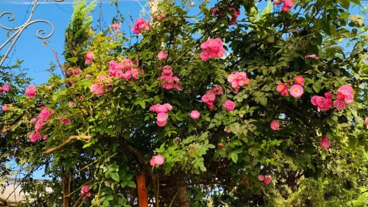 Hoa hồng tại Rose Garden