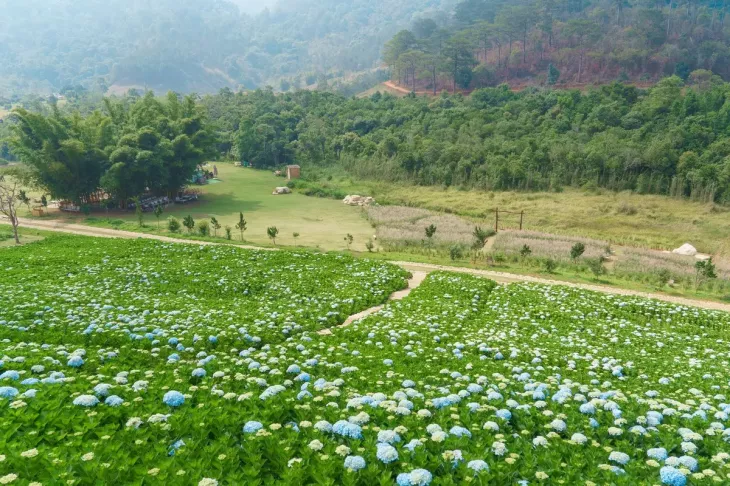 Vuon Cam Tu Cau Lon Nhat Da Lat 1