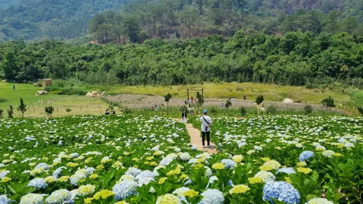 Vườn hoa cẩm tú cầu tại The Florest