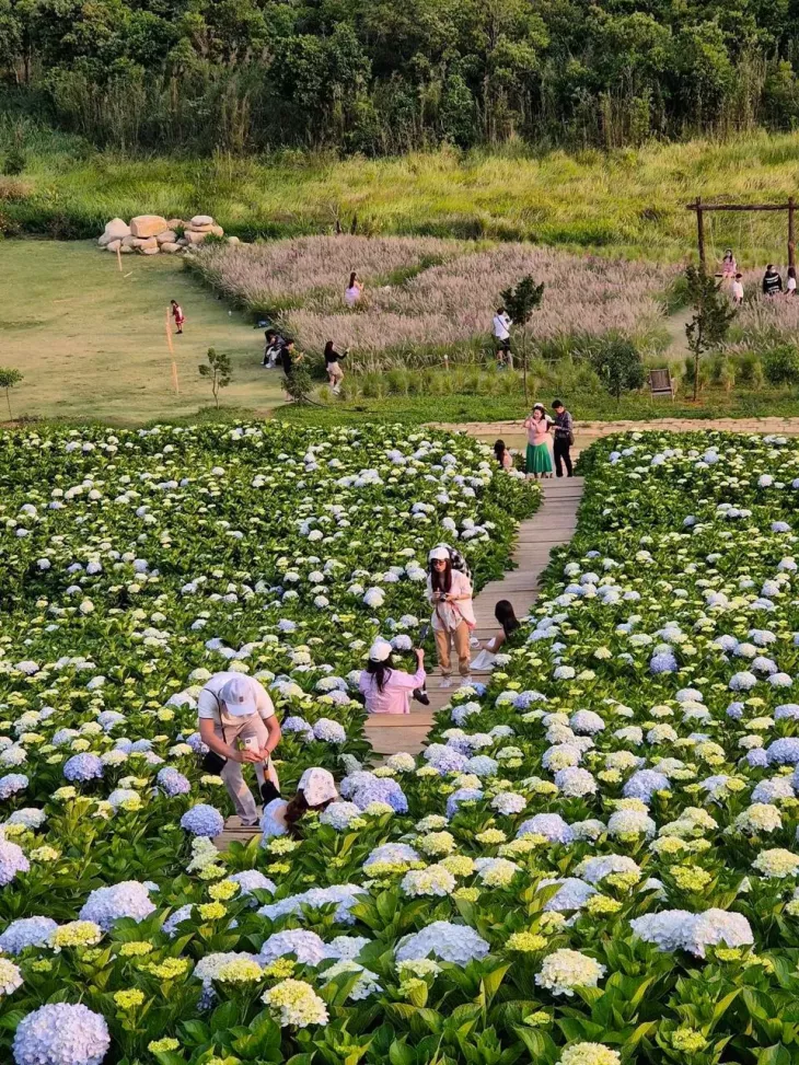 Check In Vuon Cam Tu Cau Lon Nhat Da Lat