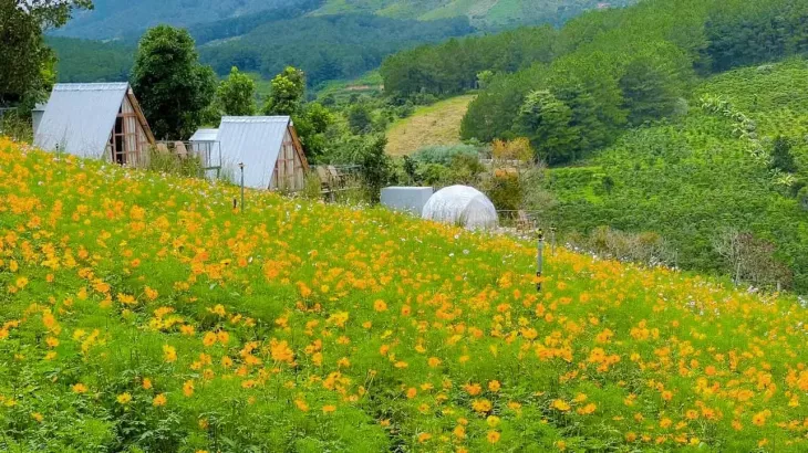 Vườn hoa ở Mường Hoa Đà Lạt