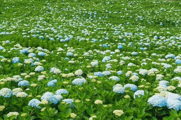 Vuon Hoa Cam Tu Cau Lon Nhat Da Lat 3