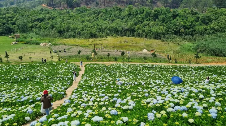Vườn hoa cẩm tú cầu tại The Florest