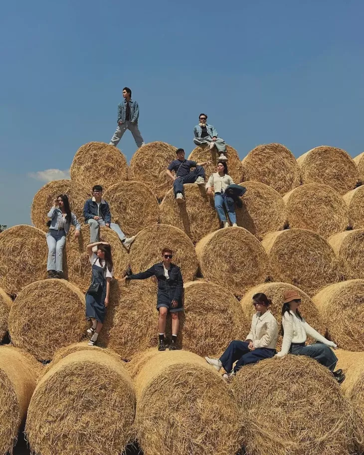 Dong Rom Chika Farm Version 2