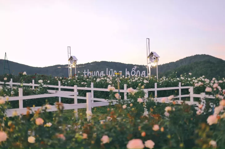 Thung Lung Hong Da Lat 2