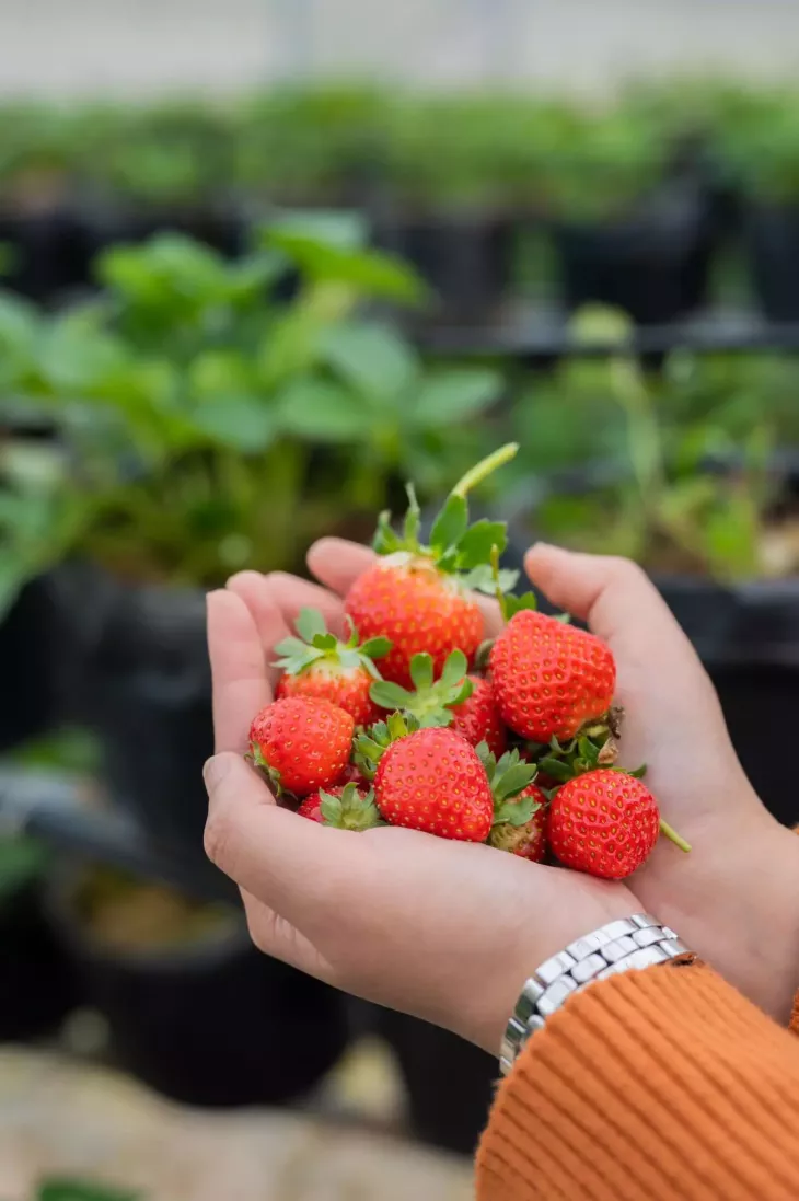 Vuon Dau Thung Lung Hong