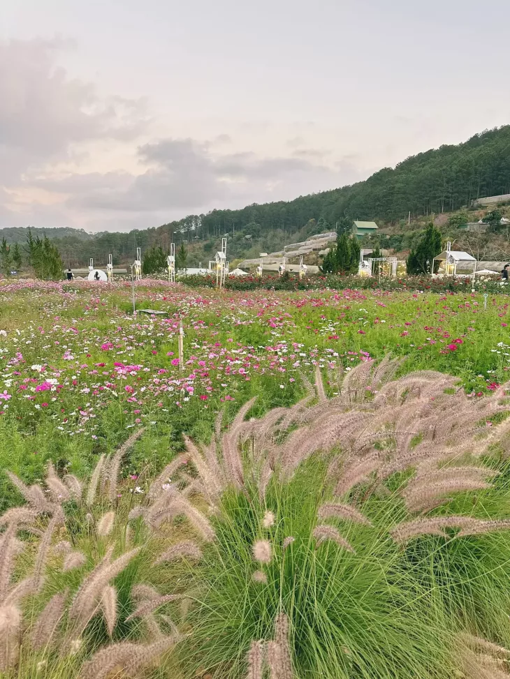 Vuon Hoa Da Lat Thung Lung Hong