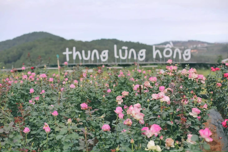 Vuon Hoa Hong Thung Lung Hong