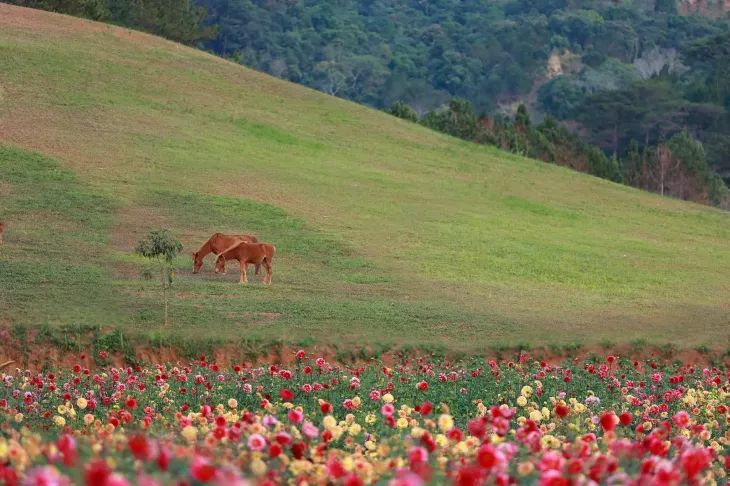 Doi Co Canh Vuon Hoa