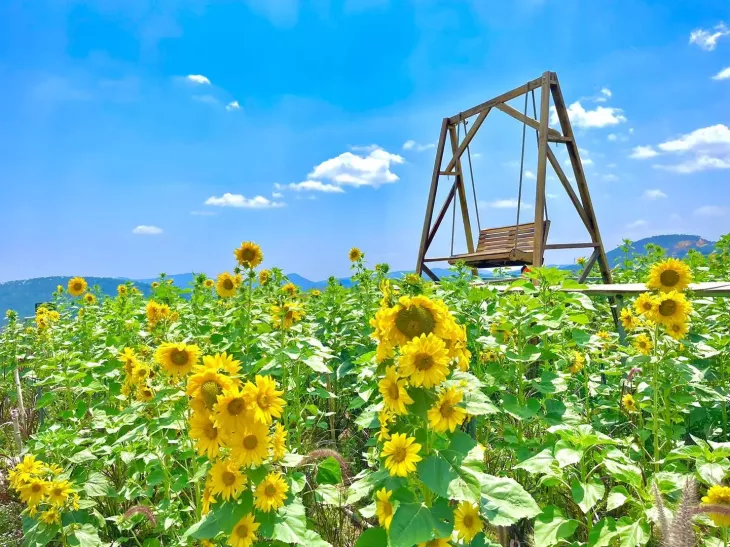 Vuon Hoa Huong Duong Da Lat