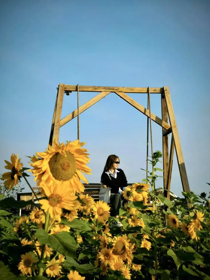 Vuon Huong Duong Giac Mo Da Lat