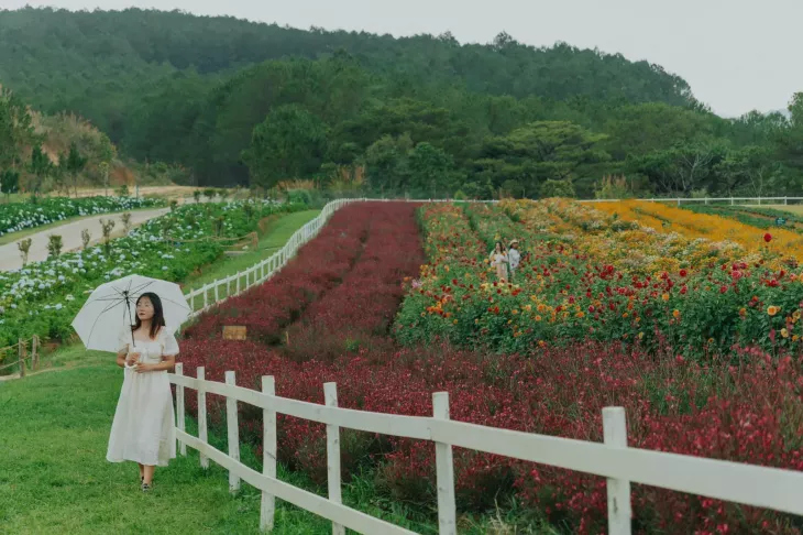 Con Duong Hoa Da Lat