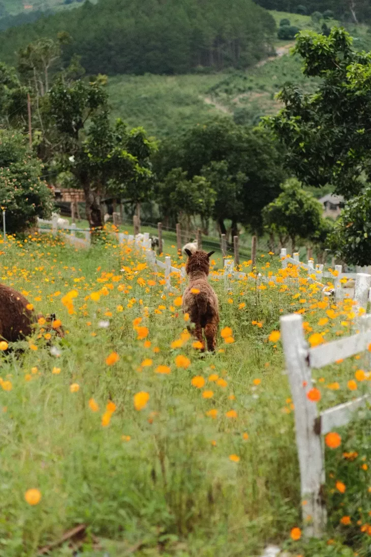 Diem Du Lich Da Lat Dep