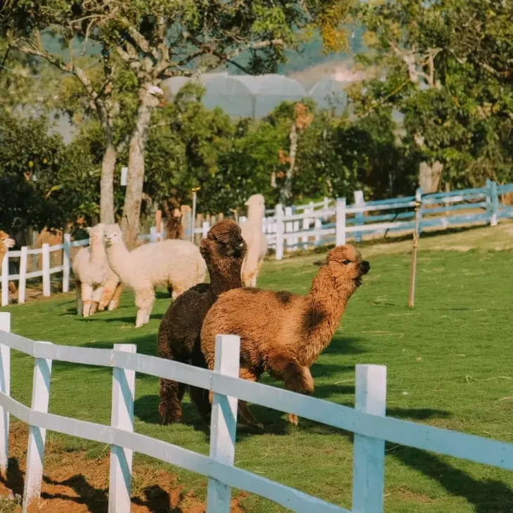 Diem Du Lich Da Lat Moi 5