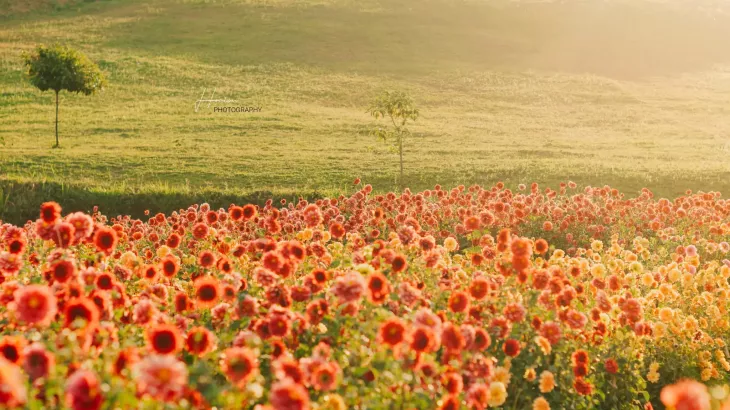 Vuon Hoa Thuoc Duoc Da Lat 2