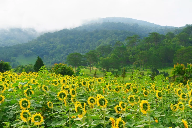 Goc Hoa Huong Duong