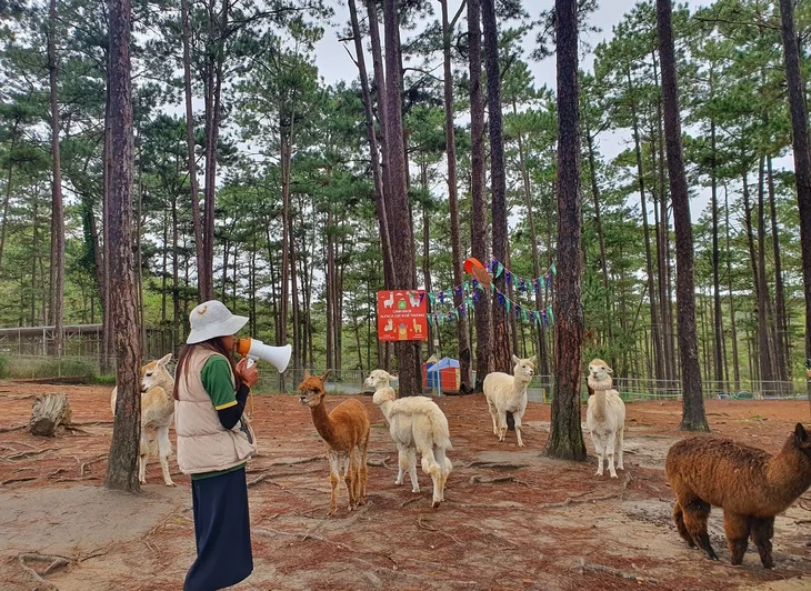 Zoodoo Da Lat