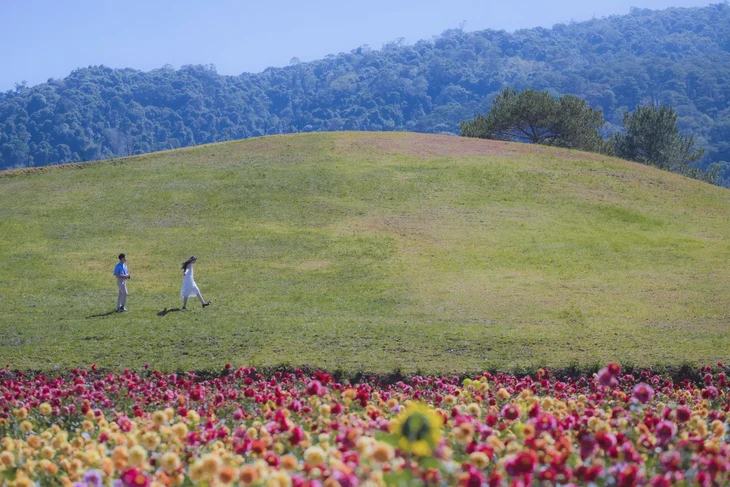 Doi Hoa Thuoc Duoc Da Lat