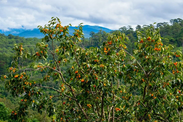 hồng chín Đà Lạt tháng 10