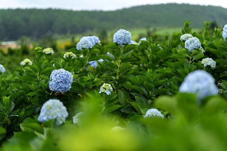 Cẩm tú cầu Đà Lạt The Florest