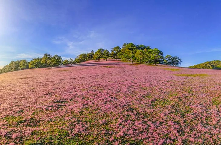 Festival Hoa Da Lat 3