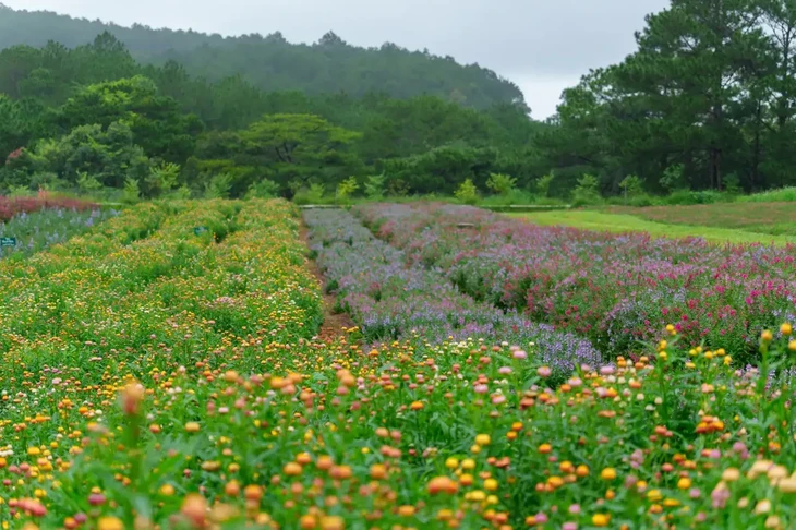 Vuon Hoa Chau Au O Da Lat 4