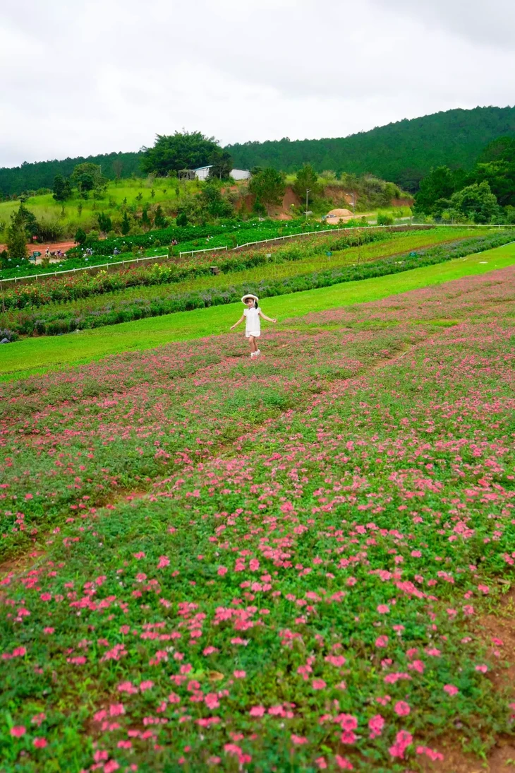 Vuon Hoa Chau Au O Da Lat 6