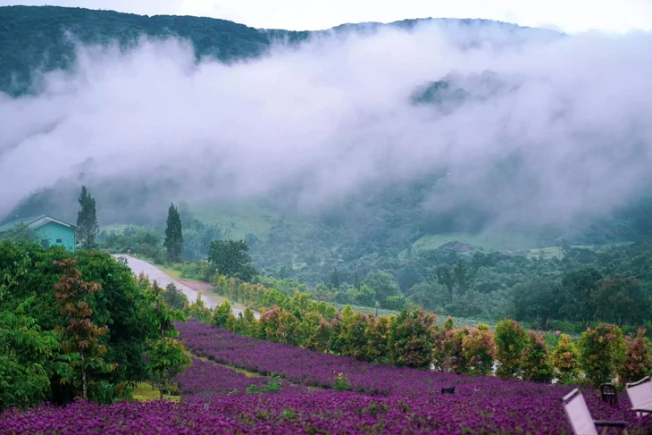 Duong Nhan Duyen Da Lat 9