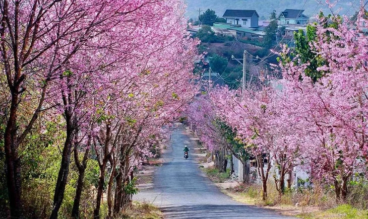 Mai Anh Dao Da Lat