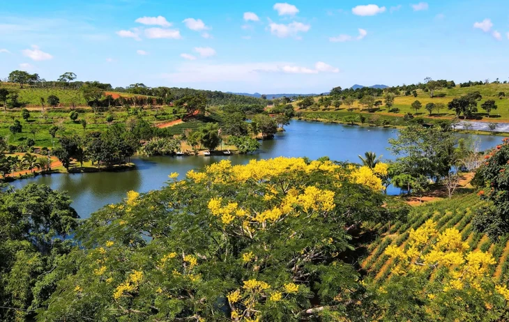 Hoa Phuong Vang Da Lat 3